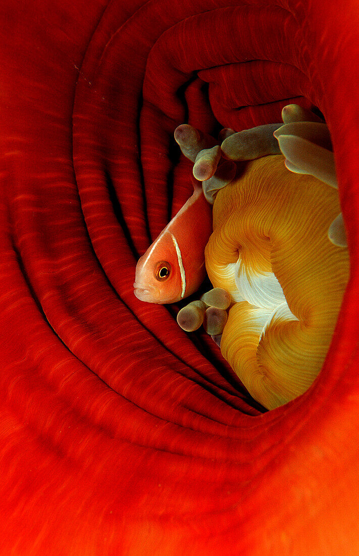 Pink anemonefish, Amphiprion perideraion, Indonesia, Raja Ampat, Irian Jaya, West Papua, Indian Ocean