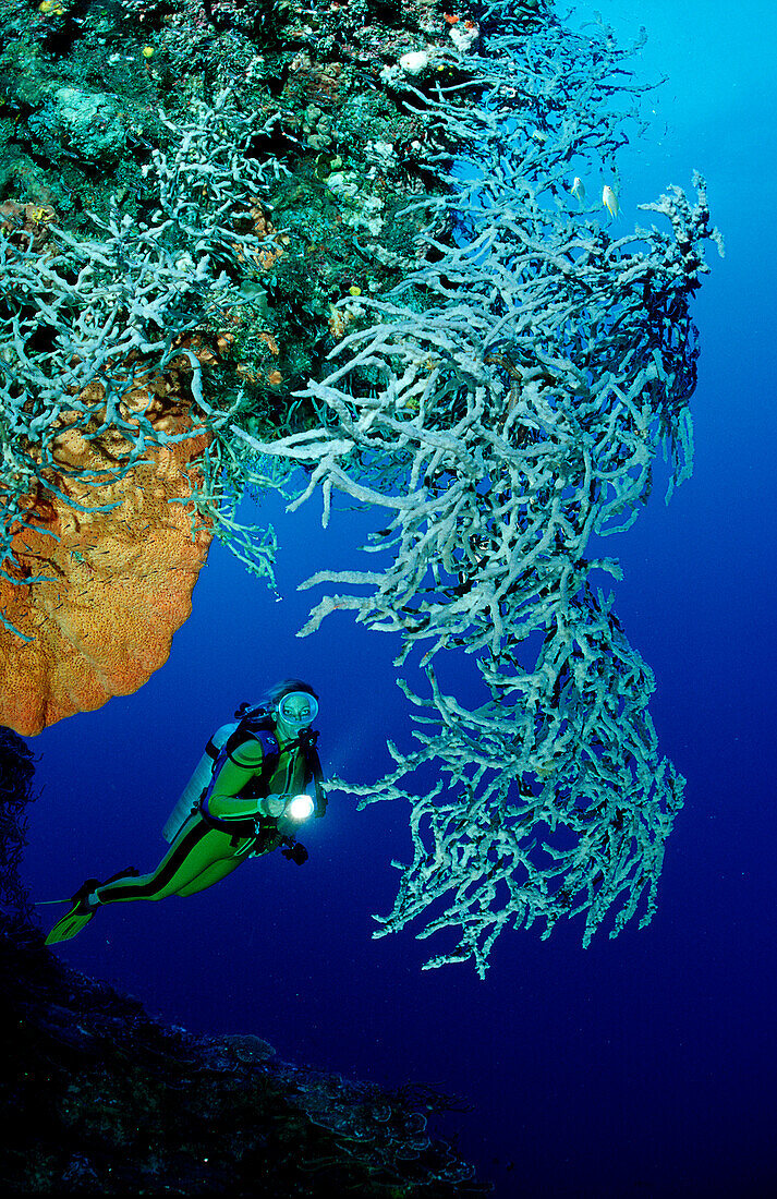 Taucher und Schwamm, Scuba diver and sponge