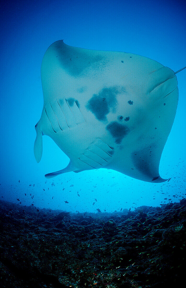 Manta ray, Manta Birostris, Maldives, Indian Ocean, Meemu Atoll