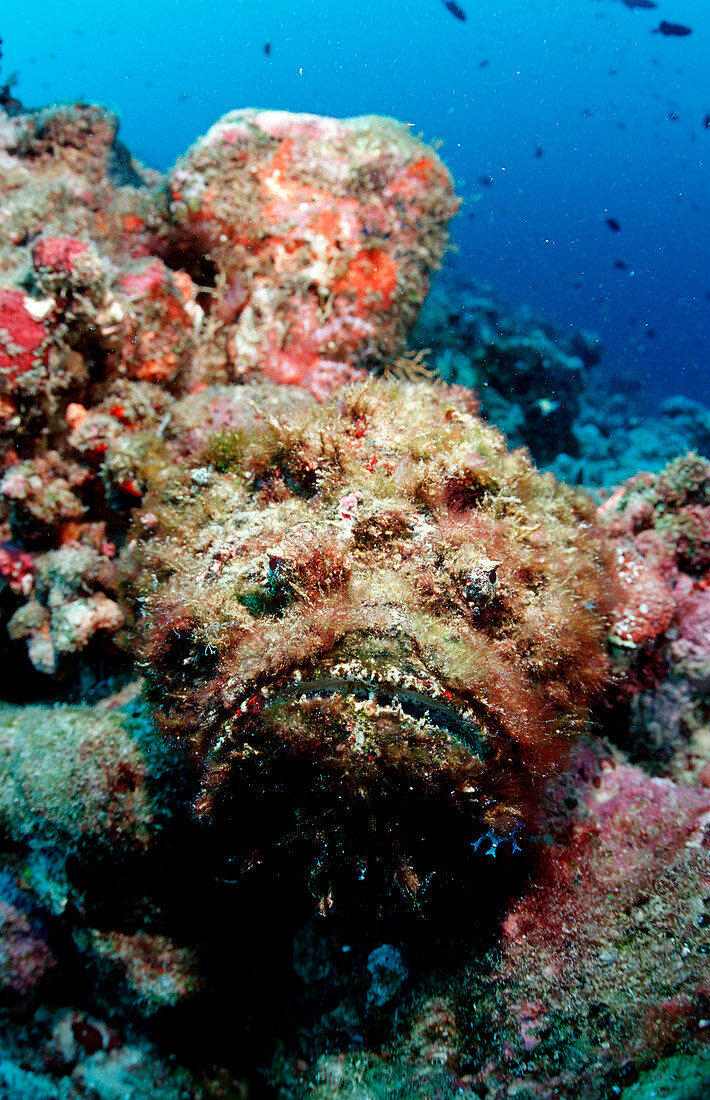 Echter Steinfisch, Reef stonefish, Synanceia verru, Synanceia verrucosa