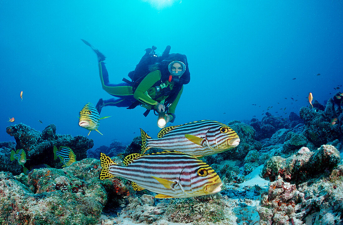 Diver with Oriental Sweetlips and Humpback Snappers, Plectorhinchus orientalis, Maldives, Indian Ocean, Meemu Atoll