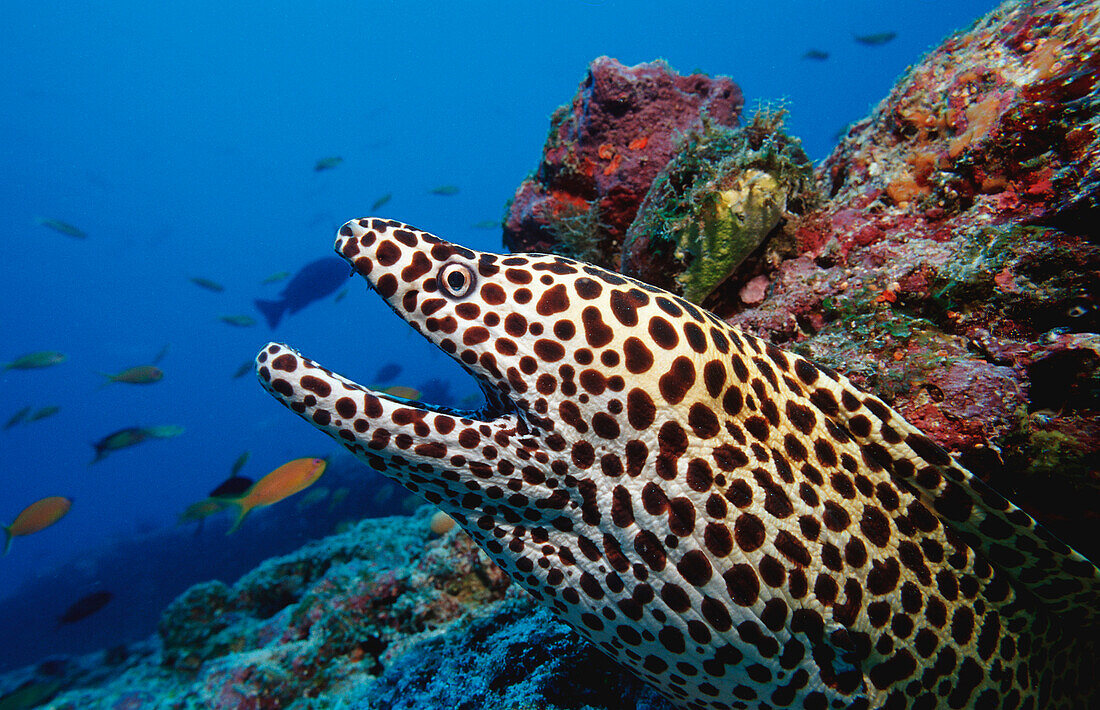 Honeycom moray, Gymnothorax favagineus, Maldives Island, Indian Ocean, Ari Atol