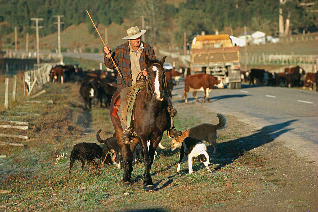 Drover on horse, dogs, Viehtreiber, East Cape New Zealand, driving cattle on country road