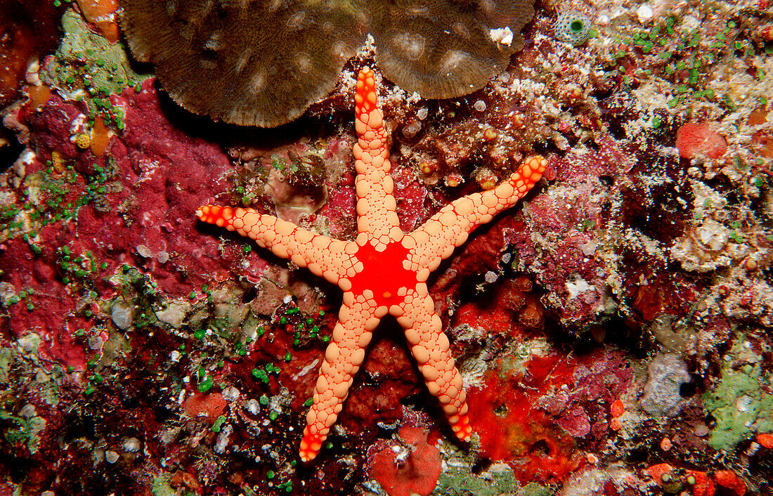 Red mesh starfish, Fromia monilis, Maldives, North male atoll, atol