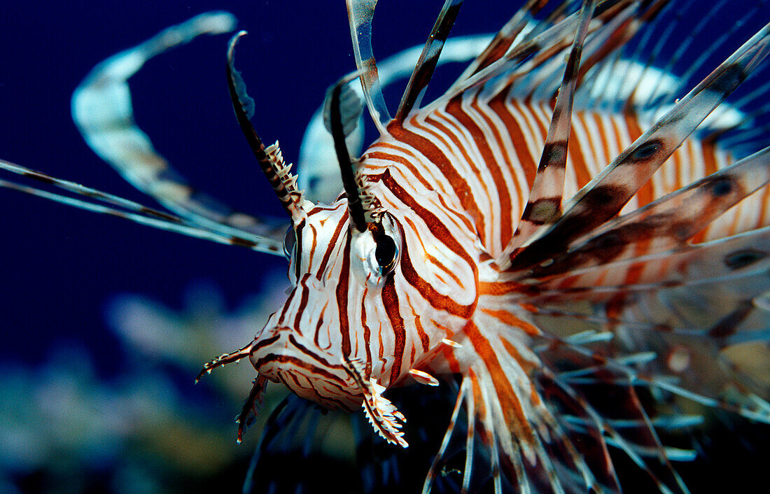 Rotfeuerfisch, lionfish, turkeyfish, Pterois volit, Pterois volitans