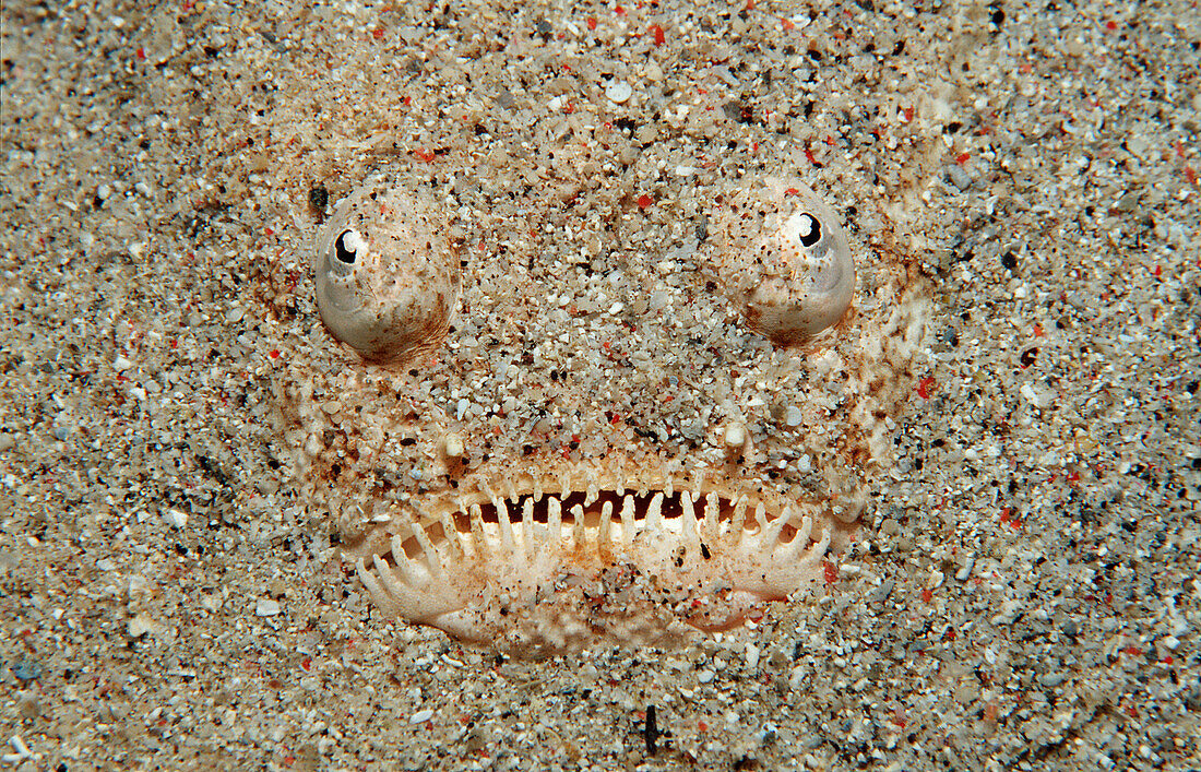 Marmorierter Himmelsgucker, Uranoscopus bicinctus, Indonesien, Indischer Ozean, Komodo National Park