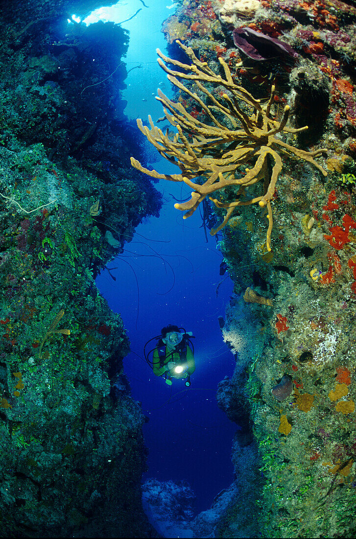 Taucher am Korallenriff, Karibisches Meer, Mexiko