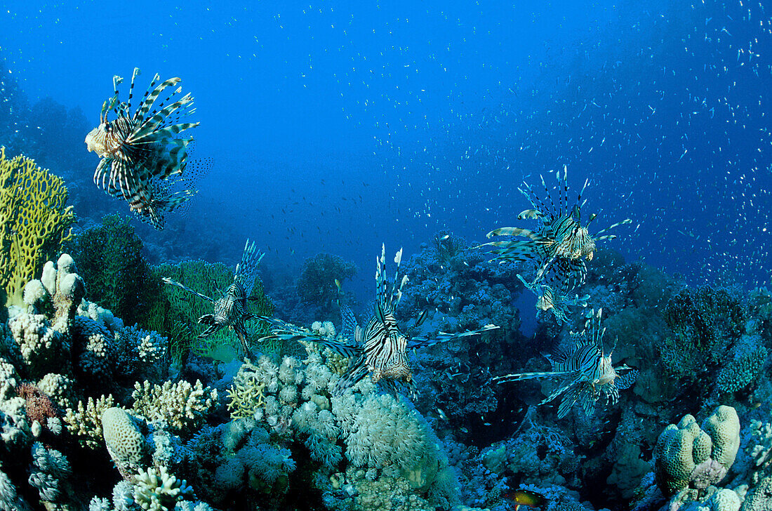 Rotfeuerfische, Rotes Meer Aegypten