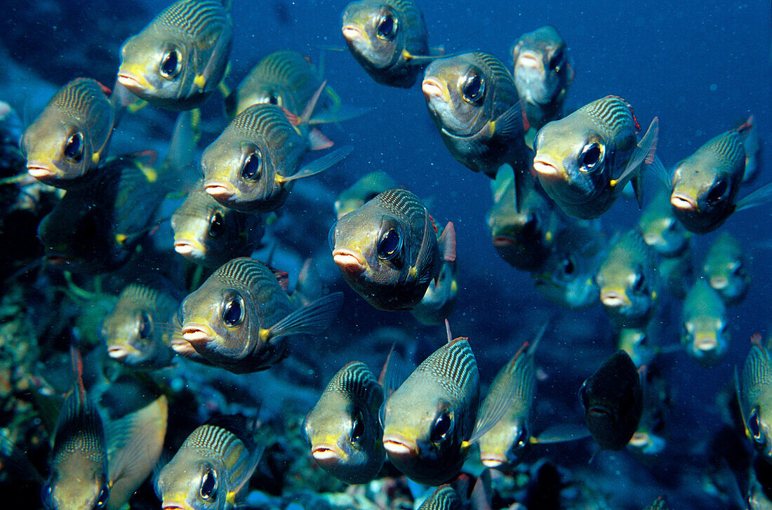 Fischschwarm, Snapper, Indischer Ozean Malediven