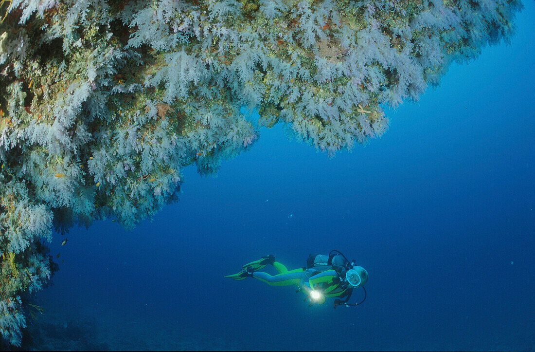 Taucher am Riff, Indischer Ozean, Malediven