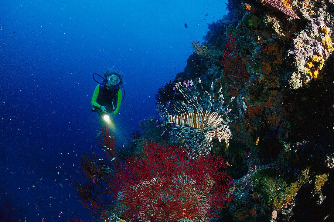 Diver, Lionfish, Pacific Ocean