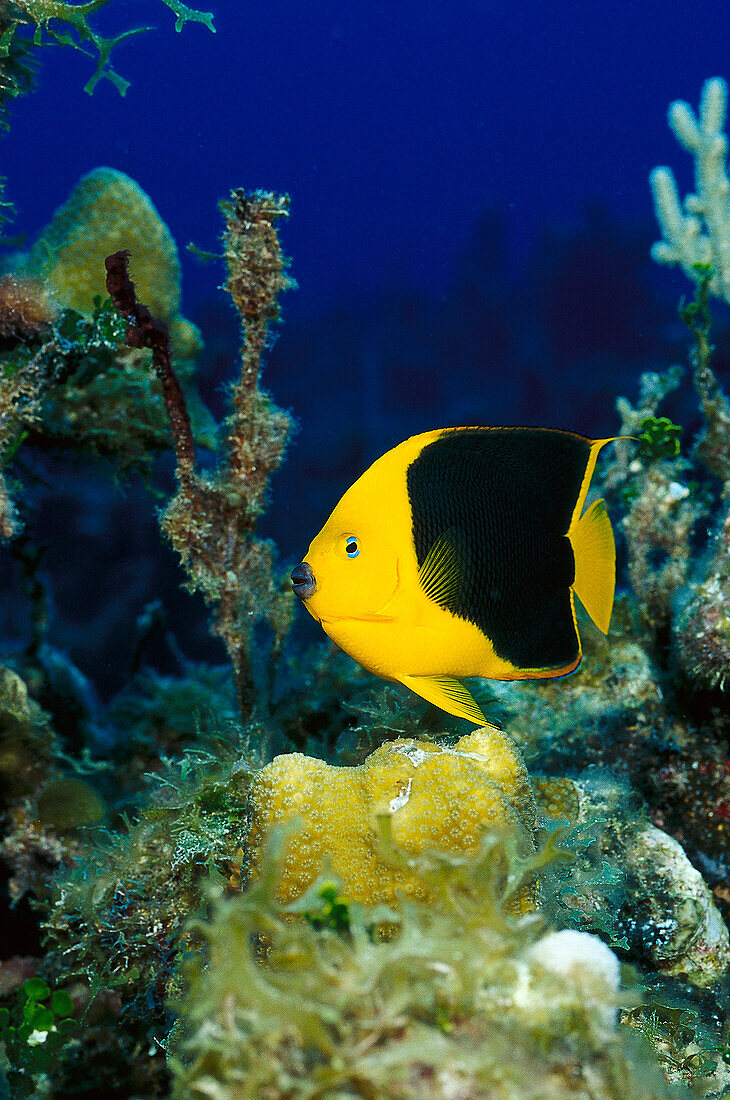 Kaiserfisch, Caribbean Sea Underwater