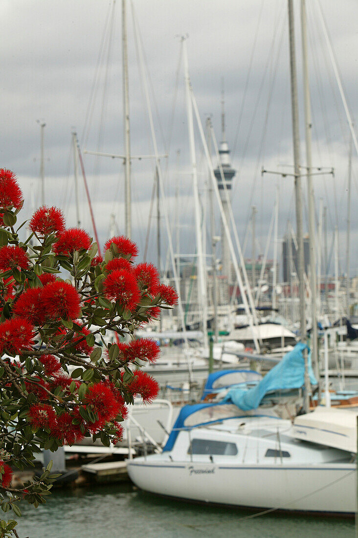 Auckland's yachting harbour, Jachthafen, Auckland, North Island, pohutukawa