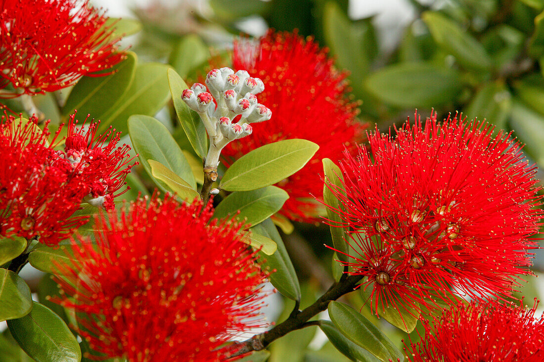 Pohutukawa flower, (Rata) close-up, red flowers, native Pohutukawa tree, New Zealand