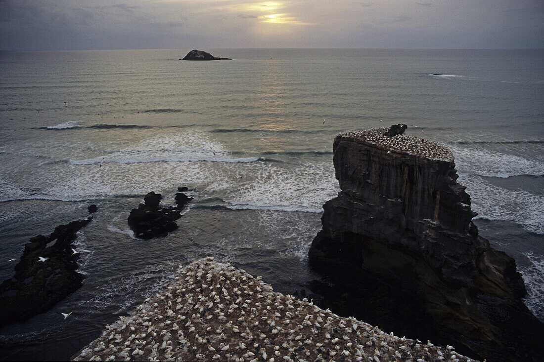 Gannet colony, Muriwai, gannets, mainland colony at Muriwai, west coast near Auckland, Festland Kolonie von Basstoelpel