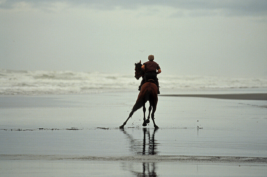 Race horses training on beach, Racing horse on Karioitahi Beach south of Auckland, North Island, New Zealand