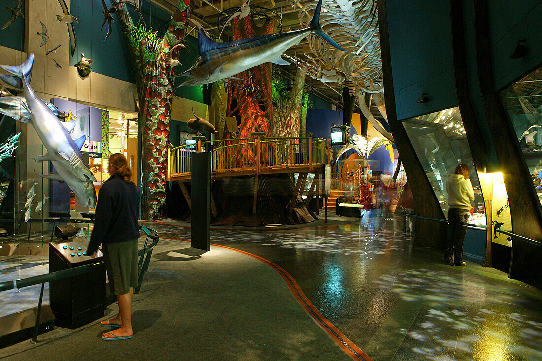 Te Papa Tongarewa, Te Papa (Der Ort der Schätze dieses Landes in Maori), Nationalmuseum von Neuseeland, Hauptstadt, Wellington, Neuseeland