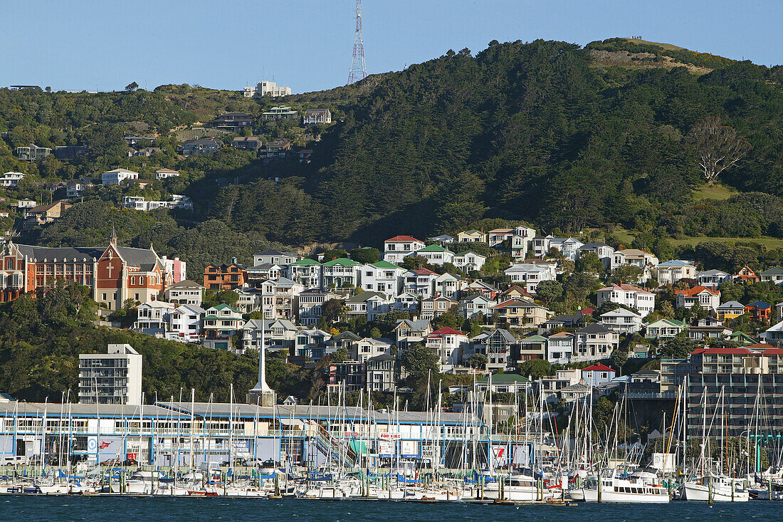 Suburban houses, Wellington, Houses on hill above Oriental Bay, inner city suburb, capital, Hauptstadt