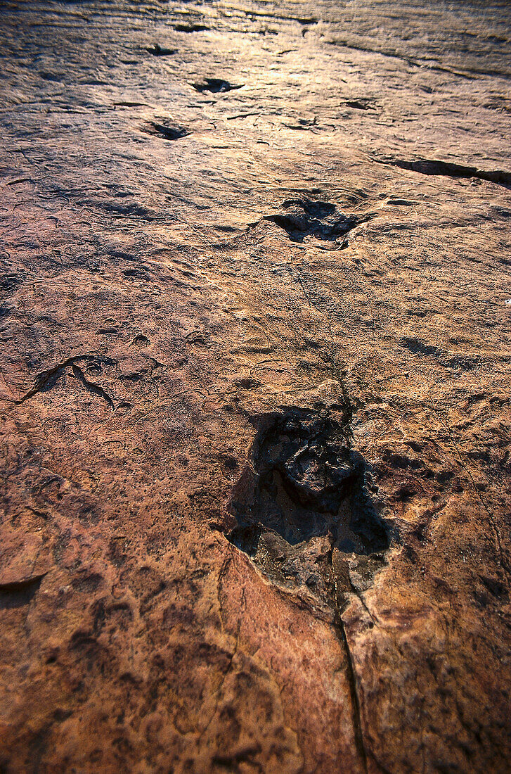 Fossilised dinosaur traces, Namibia, Africa