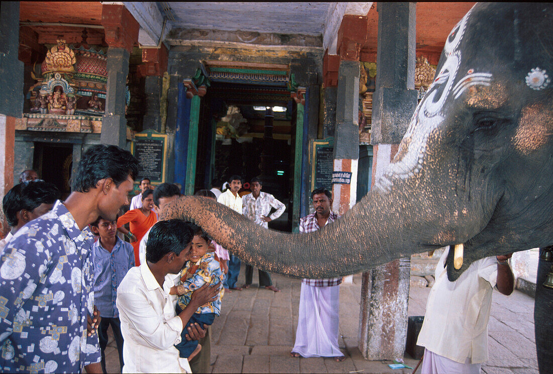 Tempelelefant segnet Hindus, Südindien, Indien, Asien