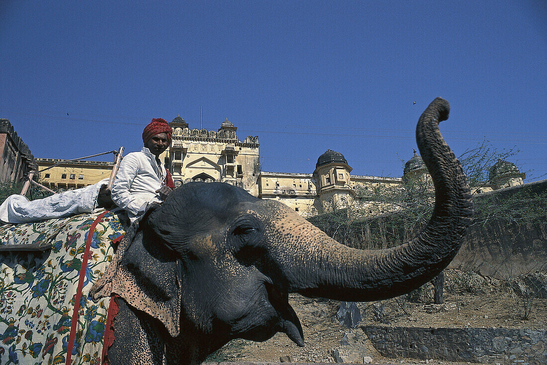 Elefant und Inder vor Palast, Amber, Jaipur, Rajasthan, Indien, Asien