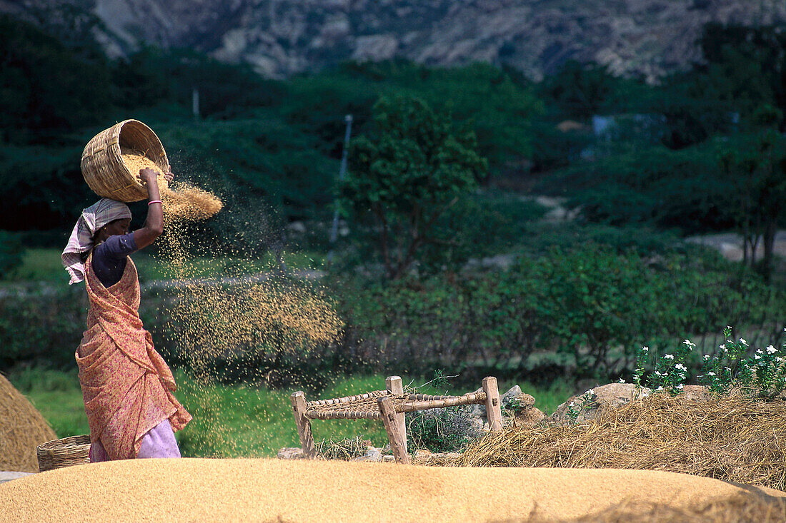 Frau wirft Reis aus einem Korb, Tamil, Nadu, Südindien, Indien, Asien