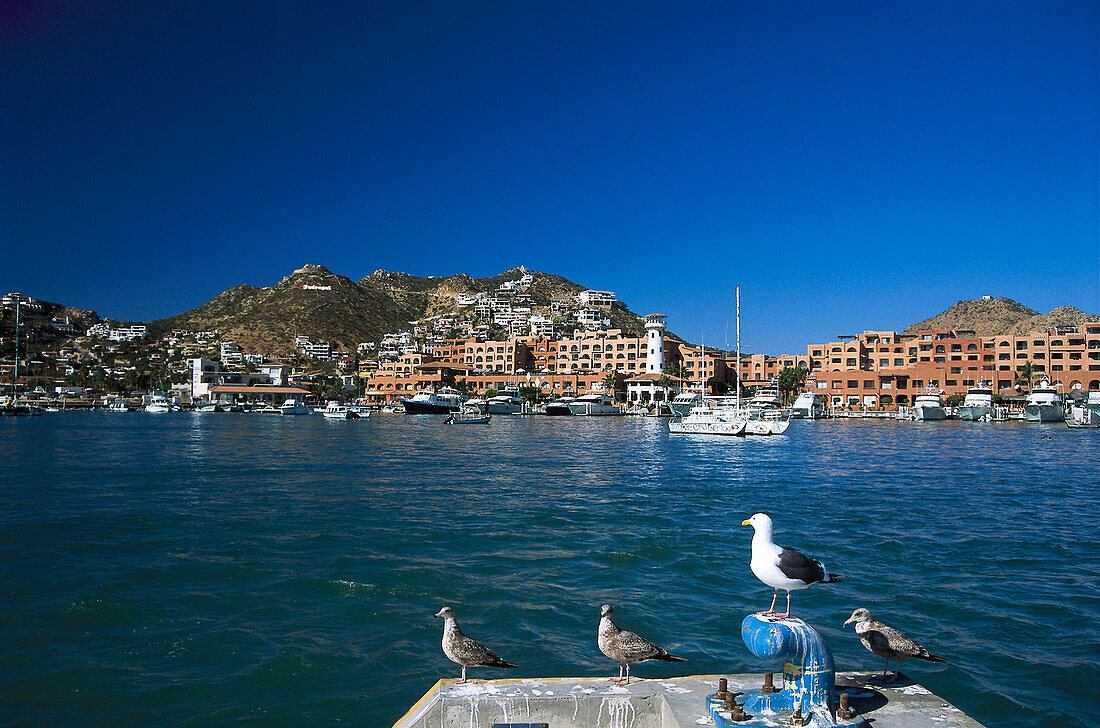 Harbour, Cabo San Lucas, California Sur Mexico