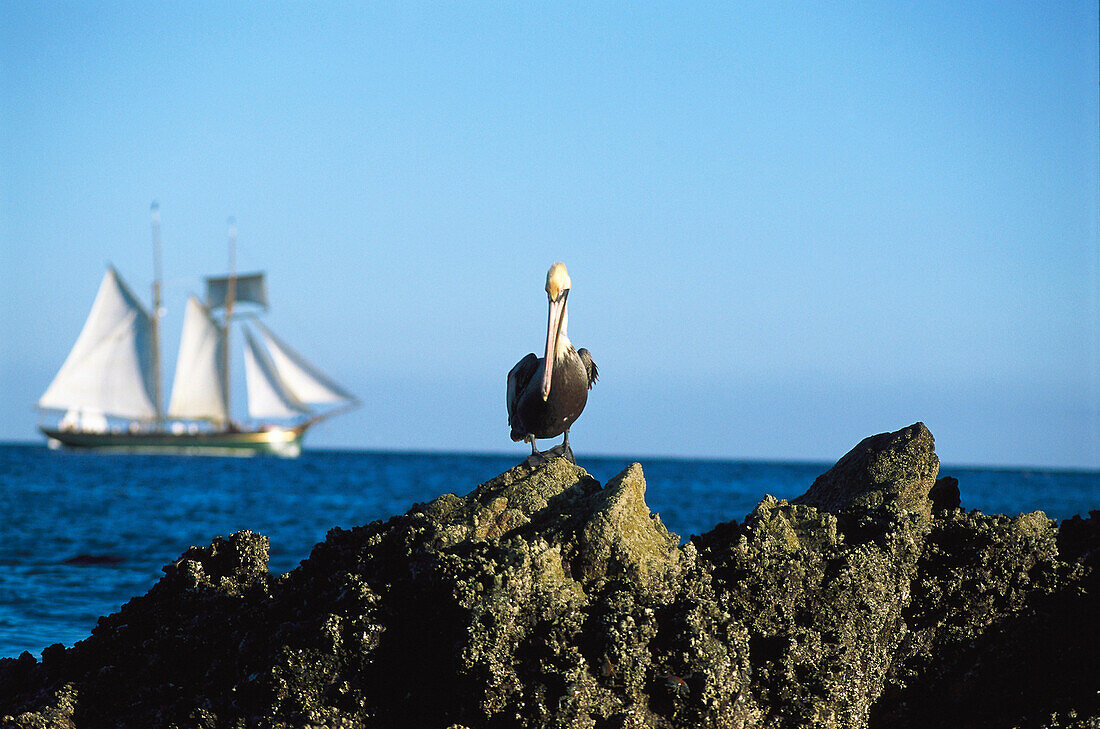Pelikan auf einem Felsen und Segelschiff am Horizont, Cabo San Lucas, Baja California Sur, Mexiko, Amerika