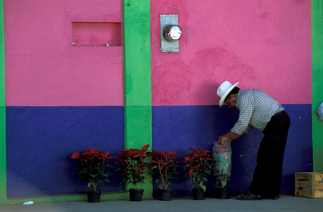 Blumenverkäufer, Coatepec, Veracruz, Mexiko
