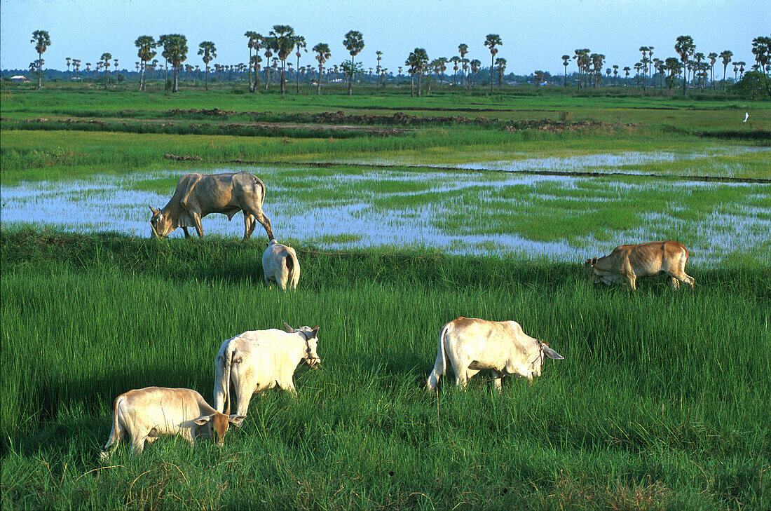 Kühe und Reisfelder, Thailand, Asien