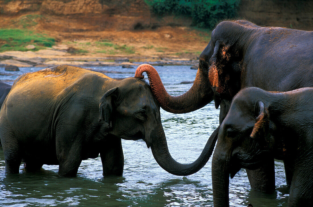Elephants, Elephant Orphanage, Pinnewela, Central Province Sri Lanka