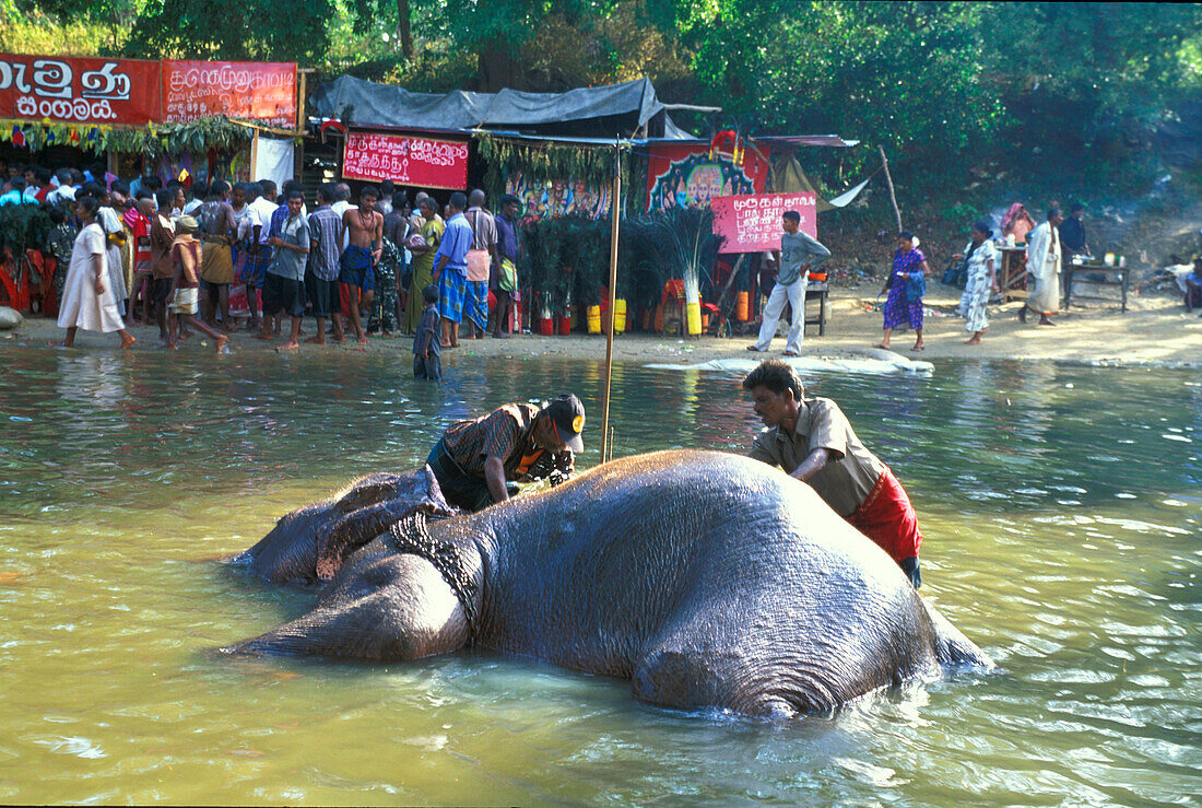 Pilger und Elefanten baden, Kataragama, Uva Provinz, Sri Lanka