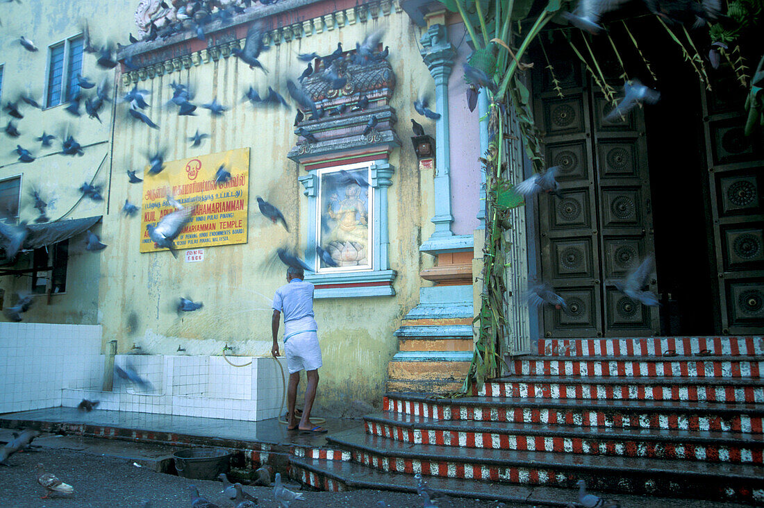 Tauben und Mann vor Hindu Tempel, Gergetown, Penang, Malaysia, Asien