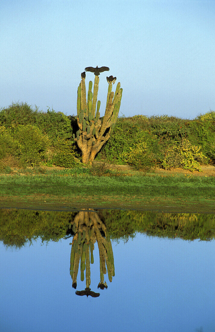 Vultures on a cactus, Baja California Sur, Mexico, America
