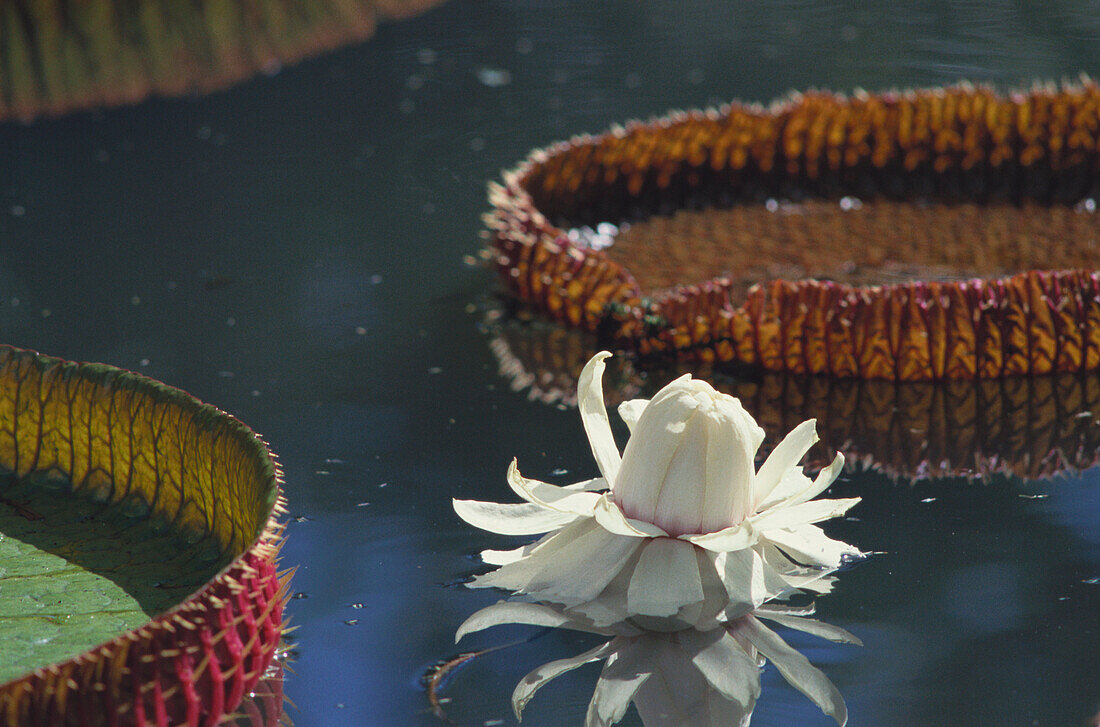 Viktoria-Riesenseerose, Botanischer Garten Pampelmousses Mauritius