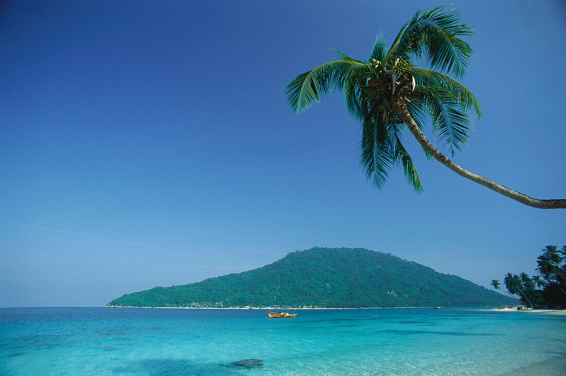 Palm tree at the beach in the sunlight, Perhentian islands, Pulau Perhentian, Malaysia, Asia
