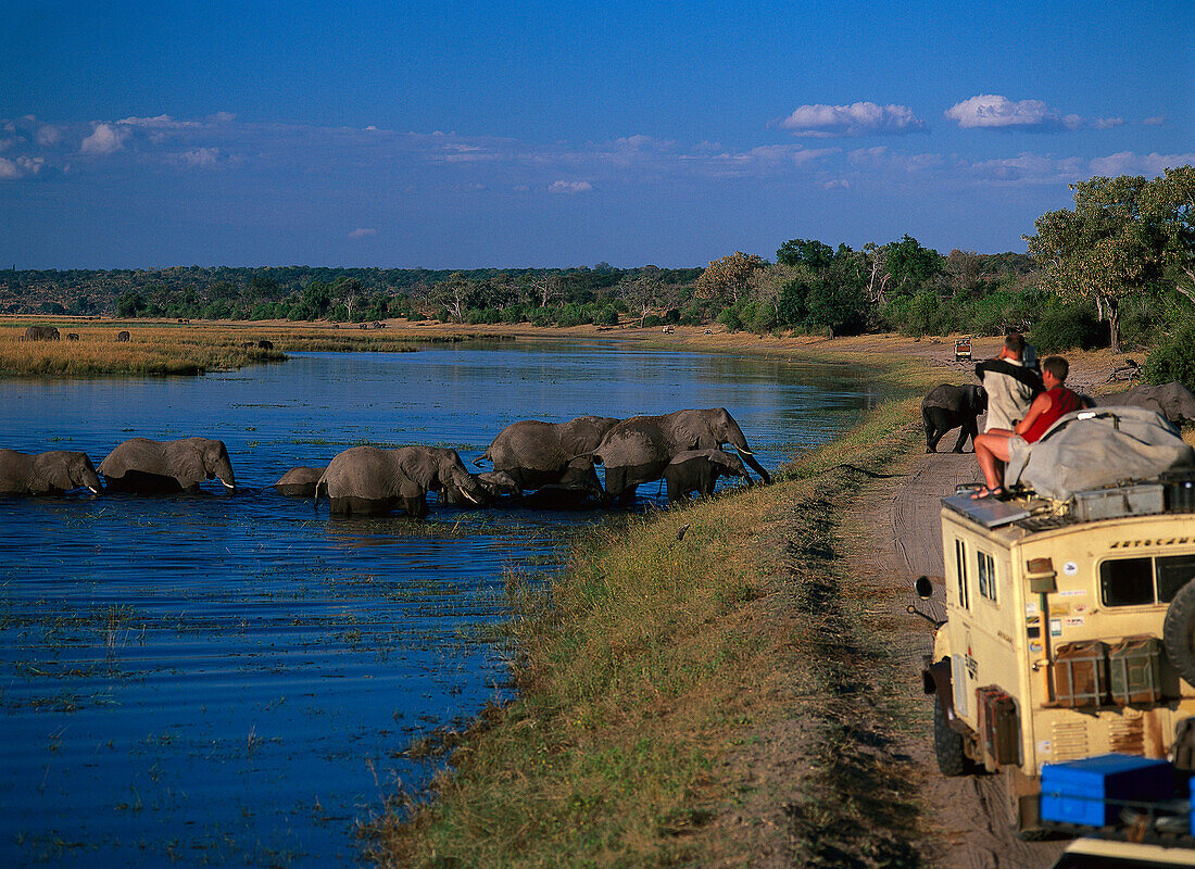 Safari, Afikanische Elefanten, Chobe Nationalpark Botswana, Afrika