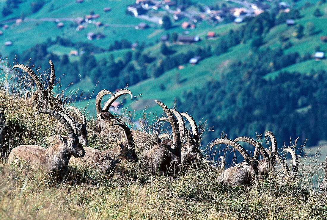 Alpine Ibexes, Swiss Alps Switzerland