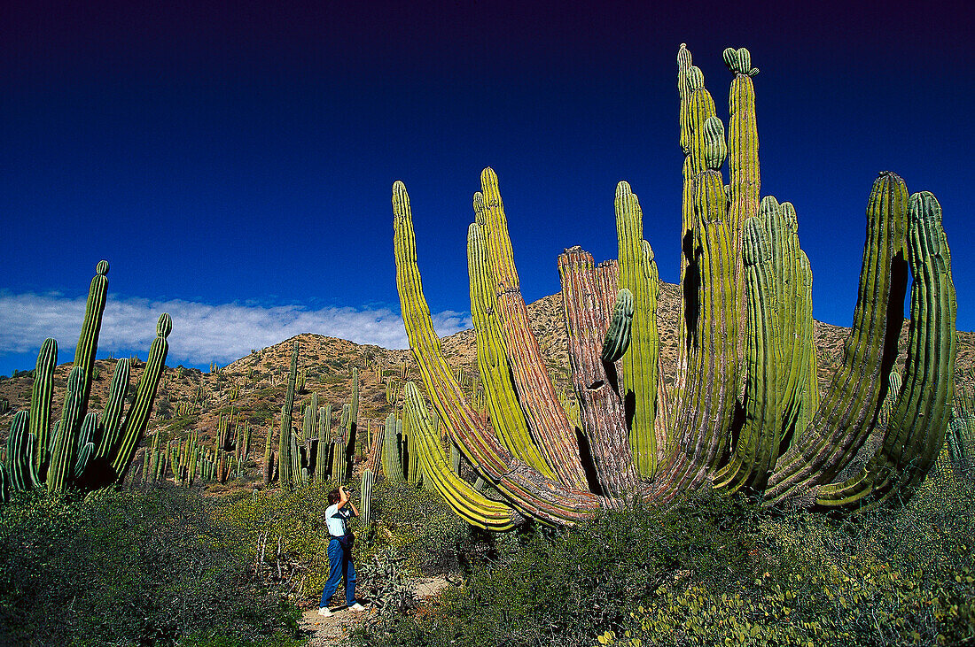 Cacti , Isla Catalan, Baja California Mexico