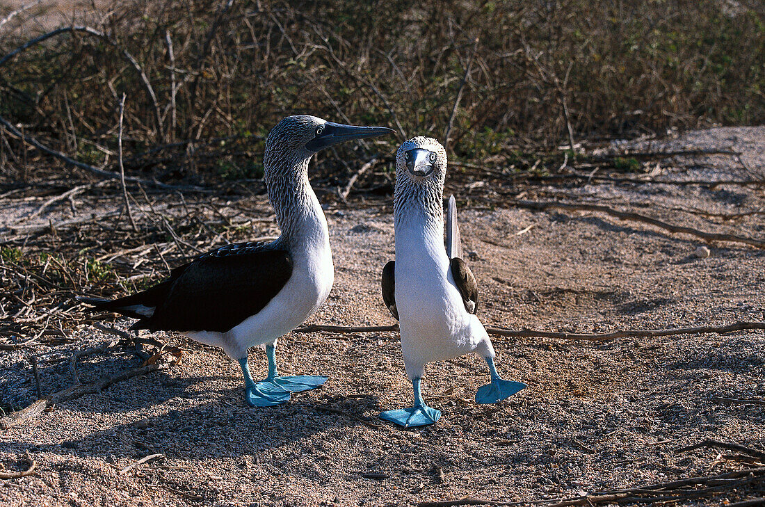 Blue-footed Booby, Sula nebouxii, Galapagos Islands, Ecuador, South America