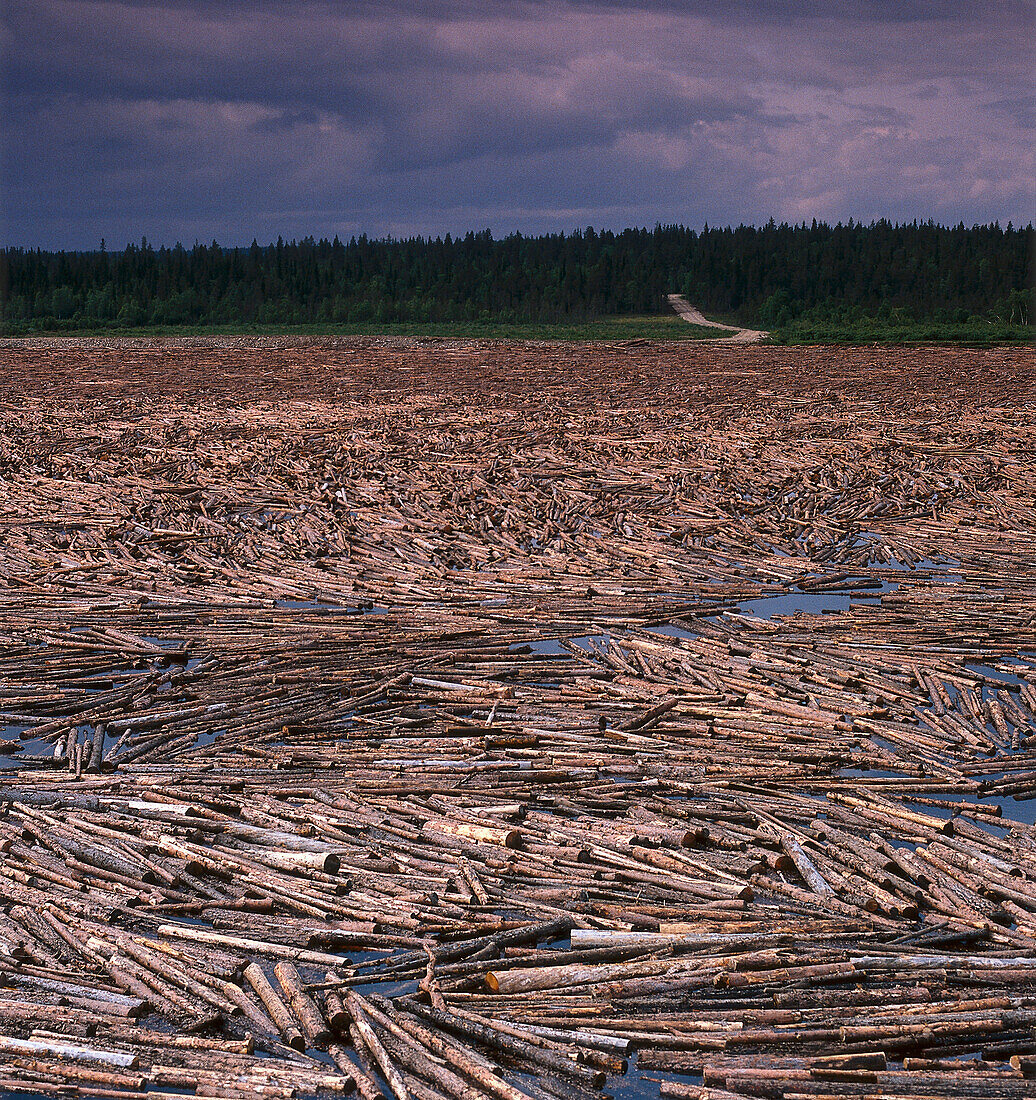 Floating tree trunks in a river, timber rafting, Finnland