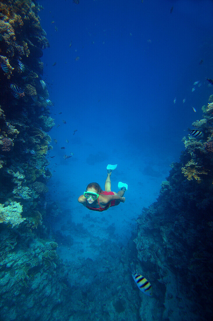 Freediving, Soma Bay, Red Sea, Egypt – License image – 70033869 lookphotos