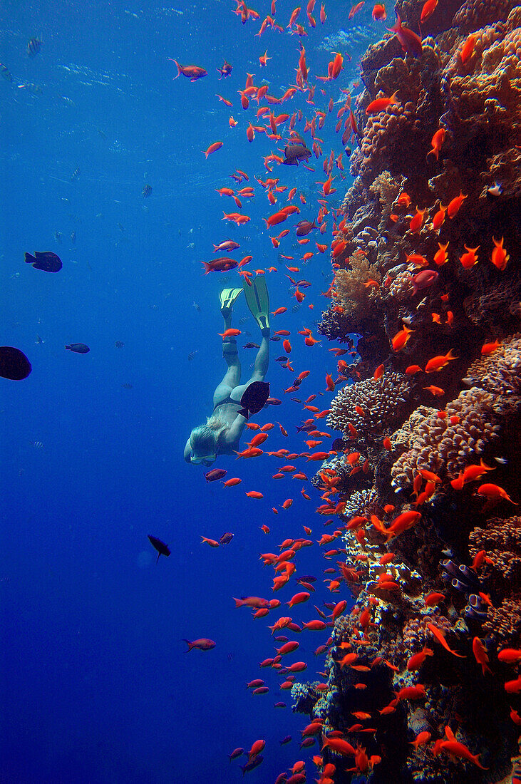 A woman freediving at Soma Bay, Hurghada, Egypt