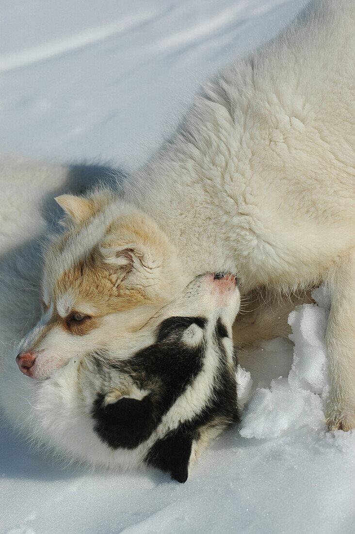 Playing huskies, Ilulissat, Greenland