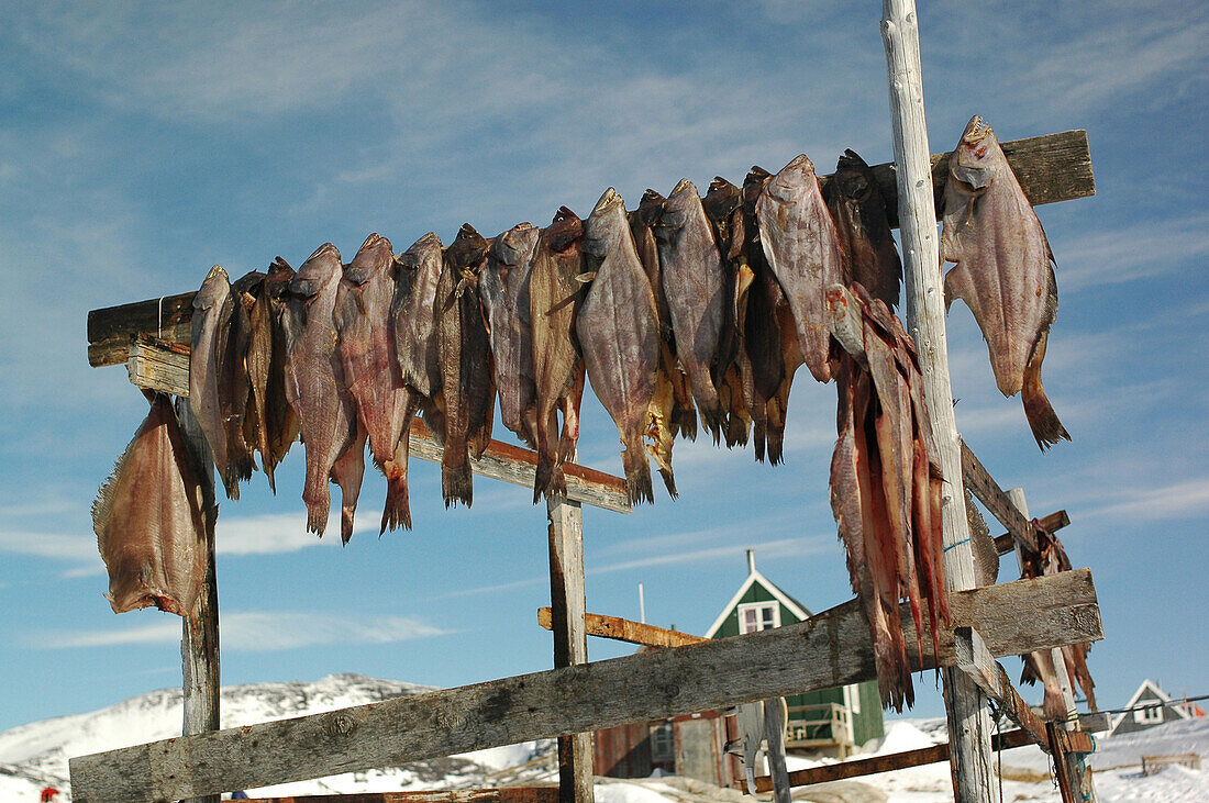 Fisch wird zum Trocknen aufgehängt. Laisjavm. Kaalalit Nunaat, Grönland