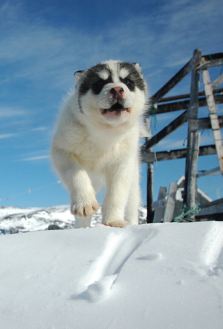 Junger Schlittenhund läuft durch den Schnee, Ilulissat, Grönland