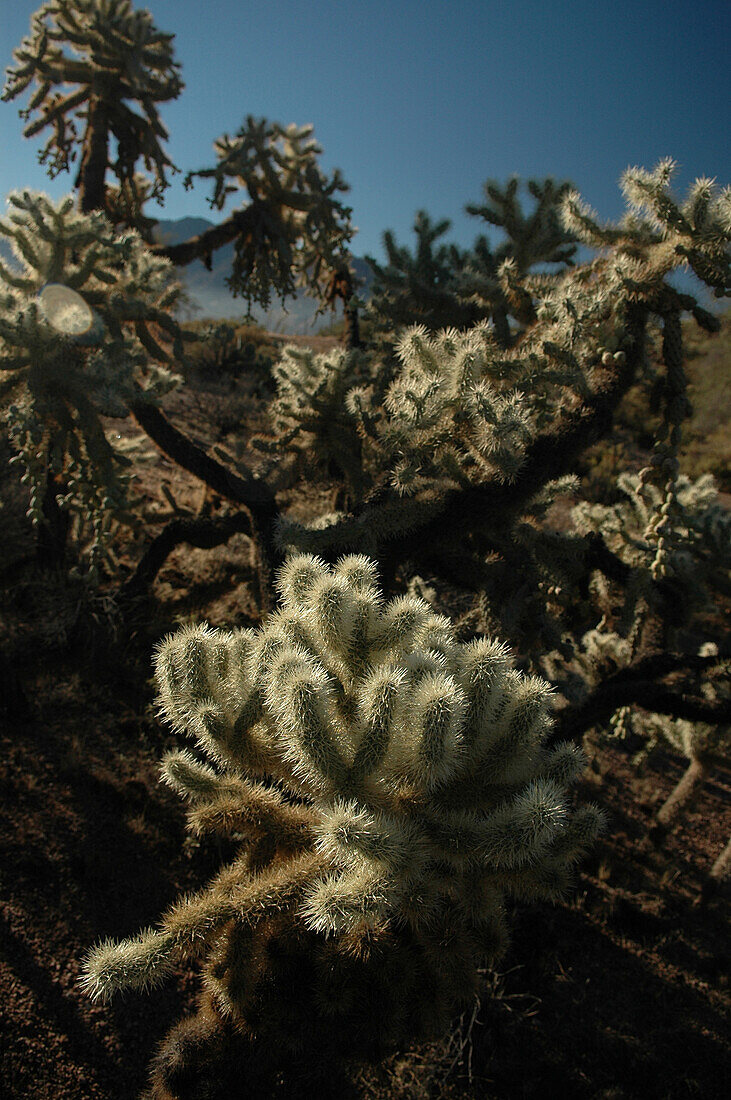 Cholla Kakteen im Joshua Tree Nationalpark, Kalifornien, USA