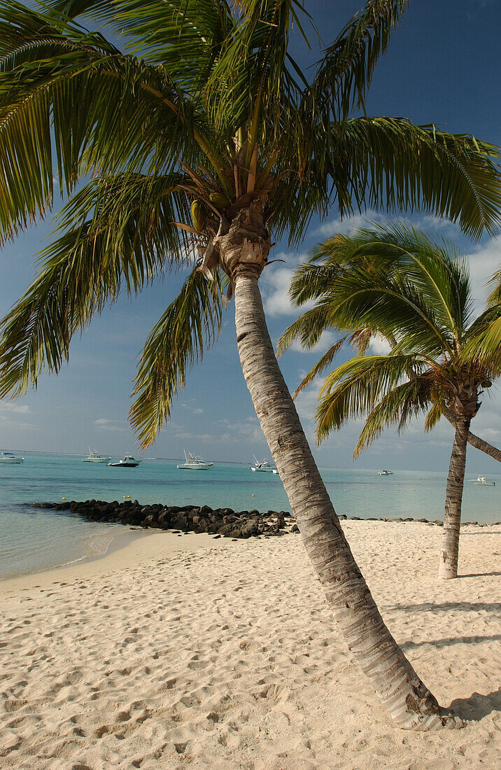 Sandy beach with Palm trees , Le Morne, Mauritius