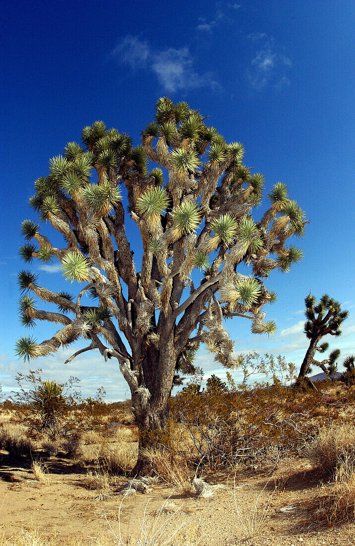 Joshua Tree under a blue sky, Joshua Tree National Park, California, USA