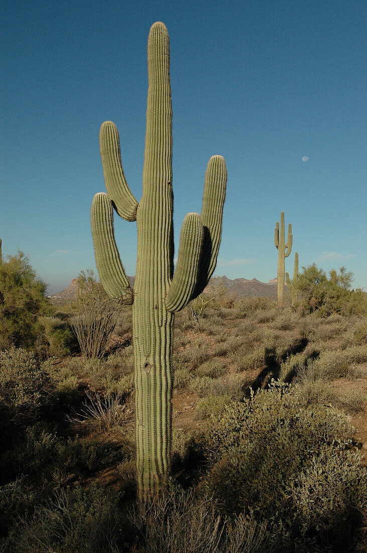 Kaktus unter blauem Himmel, Apache Trail, Arizona, USA
